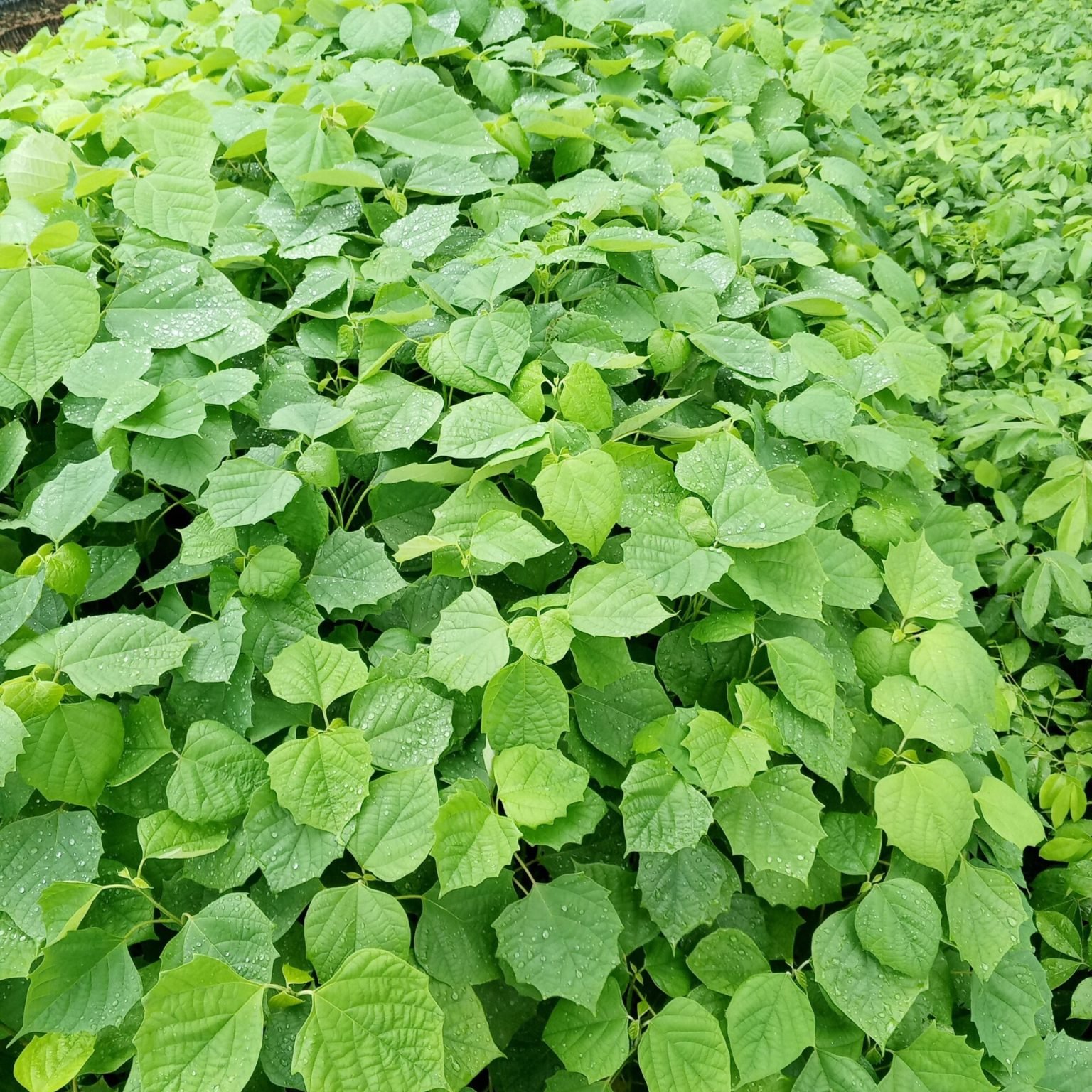 IMG_20240602_080314_500